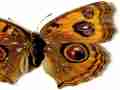 Precis almana (aberration bangkok 2) (Internet Image property of respective owner, non-commercial use only)
